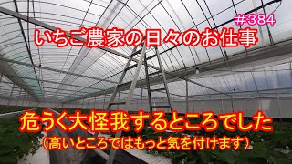 危うく大怪我するところでした（高いところではもっと気を付けます）　いちご農家の日々のお仕事　＃３８４