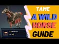 Catching A Wild Horse And Breed To Higher Tier Black Desert Mobile (Ultimate Guide!) 2020