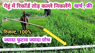 गेहूं में ज्यादा कल्ले निकलेंगे ज्यादा ग्रोथ होगी बिना खर्च का तरीका More tillering in wheat  method