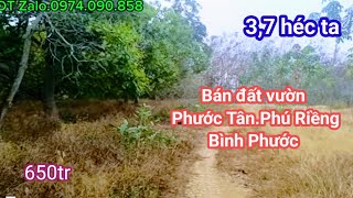 Giá rẻ nhất vùng 3,7 héc ta cao su, cách đường nhựa, điện, dân cư vào 700m.Phước Tân.Phú Riềng.BP