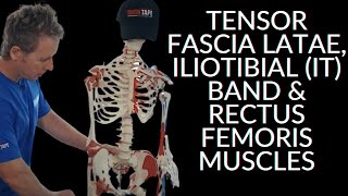 Anatomy Series - Tensor Fascia Latae, Iliotibial  (IT) Band \u0026 Rectus Femoris Muscles