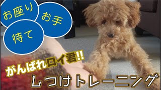 【犬のしつけ】おやつを使ってトイプードルにお座り、待て、お手のしつけトレーニングをしてみたら、おやつの力が偉大過ぎた。