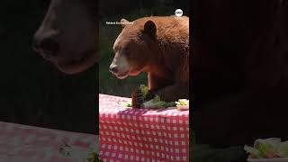 Bears destroy mock campsite at zoo event