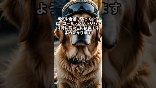 【愛犬と最後のお別れ】ゴールデンレトリバーが別れ際に見せる行動5選#ゴールデンレトリバーのいる生活  #かわいい犬 #shorts#ai #aiart #aianimation#dog#犬