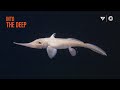 10 minutes of fascinating deep-sea animals | Into The Deep