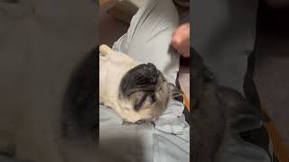 ツナ爆睡中💤　何しても起きません😂　　#パグ #pug #cute #dog #子犬 #sweetdog #日常