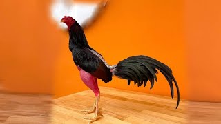 Shamo Aseel rooster collection l Indonesia ORTIZ GAME FARM