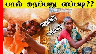 பால் கறப்பது எப்படி|How to milking in cow|பால் கறக்கலாம் வாங்க |Tiffin Carrier