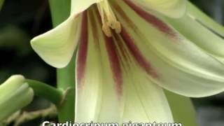 Cardiocrinum giganteum - Giant Himalayan Lily Flower