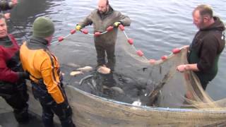 Premium Carp Fishing - Netting a Stock Pond