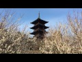 備中国分寺 梅の花 2017.03.04