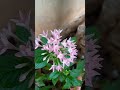 pentas plant pentas plant variety pentas plant collection pentas my little heaven