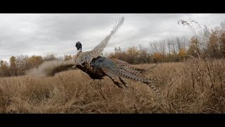 Creating new hunting opportunities with the pheasant release program