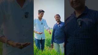 शुगर फ्री गेहूं की खेती 🧑‍🌾 #farming #gehu #wheat