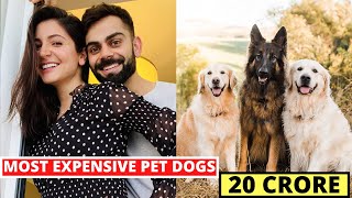 15 Most Expensive Pet Dogs Of Bollywood Actors - Bharti Singh - Harsh Limbachiyaa - Anushka Sharma