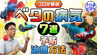 【プロが解説】ベタの病気7選！その予防と治療方法を徹底考察！