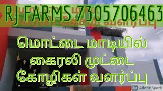 வீட்டின் மொட்டை மாடியில் கைரலி முட்டை கோழிகள் வளர்ப்பு #Kairali Terrace farm #terracefarmkairali#kai