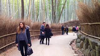 2018年1月21日(日) 冬の京都嵐山 竹林観光 ☆ Kyoto   Arashiyama Bamboo Forest