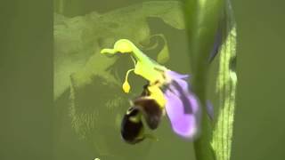 Orchid pollination 9: Pollination of Ophrys apifera, the bee orchid