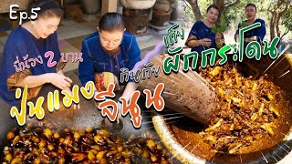 ป่นแมงจีนูนกินกับผักกระโดน - บานเย็น,บานชื่น | พี่น้อง 2 บาน Ep.5