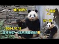 10.18福宝悠闲吃笋听到内舍有声音，去查看的时候被吓一跳，奶爸喊她都不搭理了😂#panda #大熊貓 #大熊猫福宝