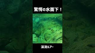 驚愕！天然イワナの群れにルアーを投げると…。 #shorts