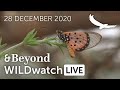 WILDwatch Live | 28 December, 2020 | Afternoon Safari | South Africa