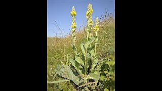 Native Plants of Greene County, Tennessee