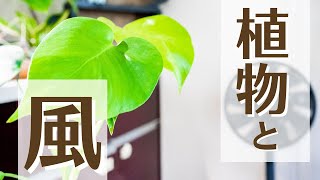 【観葉植物が求める風について】育て方が上手くなる風の上手な当て方