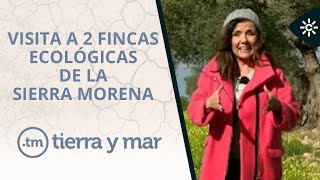 Tierra y Mar | La primera Estrategia Andaluza del Olivar