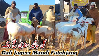 Vip Turkey Dumby Bakra Mandi Gali Jageer Latest Update 25 January 2025 | Bakra Eid Qurbani 2025