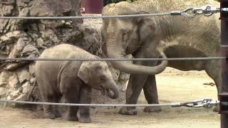 アジアゾウの親子～砂浴びをするウタイ母さんとアルン（上野動物園）Asian Elephant Mother \u0026 Baby