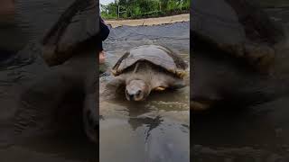 Royal Turtle Cambodia (អណ្ដើកហ្លួងនៅកម្ពុជា)