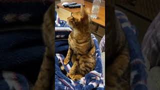 Bengal cat with a strange sitting style #Shorts