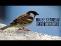 House Sparrow : Close encounter | Relaxing Bird video | Bird watching