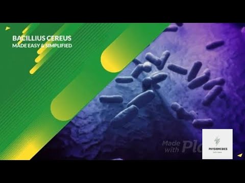 Where is the bacteria Bacillus cereus commonly found?