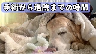 【あーちゃんのシコリ】奇跡2  最速！！手術から退院までの時間