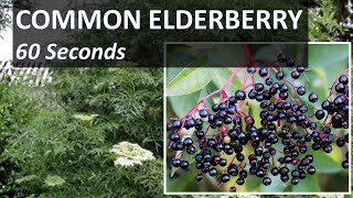 AMERICAN ELDERBERRY in 60 Seconds in Forest Park, St. Louis. Common Elderberry (Sambucus canadensis)