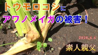 トウモロコシにアワノメイガの被害！