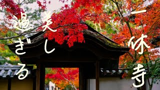 【京都紅葉】一休寺の紅葉、今年京都で一番綺麗だと思いました。