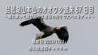 琵琶湖山本山のオオワシ渡来67日目　観察日2024年1月23日　2回目の狩りが成功　大きなバスを獲る　ミサゴに威嚇　トビが横取りくる　カンムリカイツブリ　カワアイサ　マガモ　ヒドリガモ　ハヤブサ　など