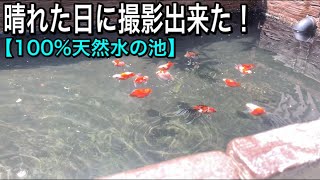 水が輝く自噴井戸の池。