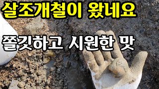 살조개 철이 왔어요  쫄깃한 식감이 최고 #살조개 #개조개 #해루질