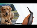 Revolutionizing Animal Healthcare with HD Otoscope - Reescope Co., Ltd.