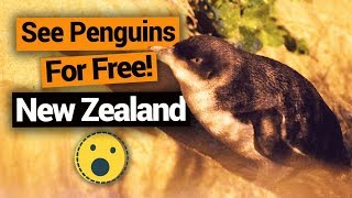 🐧 Free Penguin Tours in Timaru – New Zealand's Biggest Gap Year – Backpacker Guide New Zealand