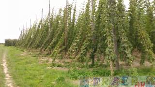 Плантация хмеля в Польше - Plantation of hops in Poland