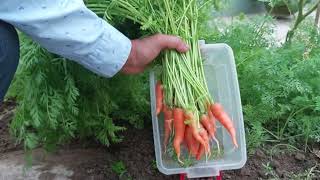 গাজর বাড়িতেই ফলান সহজেই #harvesting #Home garden # Cultivation