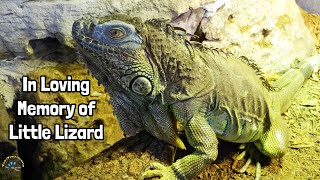 Celebrating the Life of Little Lizard the Green Iguana: In Memoriam