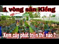 1 vòng vườn kiểng bonsai của nhà