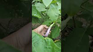 Maraming bunga, coming soon  #farming #eggplant